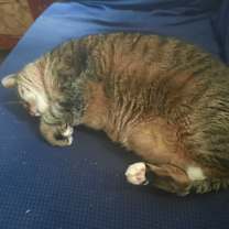 Thumbnail photo of Rosie #3