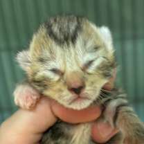 Thumbnail photo of Dion #2