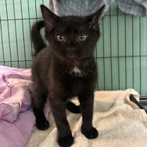 Thumbnail photo of Tulare #2