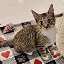 Thumbnail photo of PING PONG #1