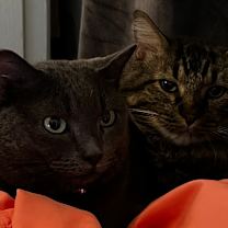 Thumbnail photo of Butterfly - Home to Home #3