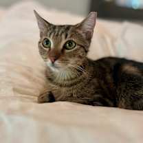 Thumbnail photo of Boo  #1