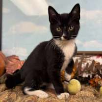 Thumbnail photo of Piglet #1