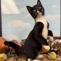 Thumbnail photo of Piglet #2