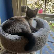 Thumbnail photo of Apollo #3