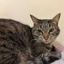 Thumbnail photo of Nevada #2