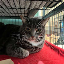 Thumbnail photo of Fossil #2