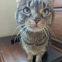 Thumbnail photo of Daisy #4