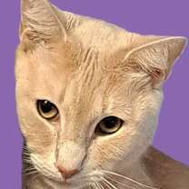 Thumbnail photo of Reggie #1