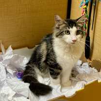 Thumbnail photo of Thor #3