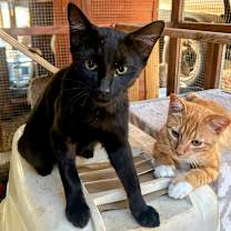 Thumbnail photo of Trick #3