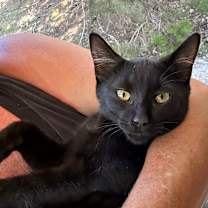 Thumbnail photo of Trick #4