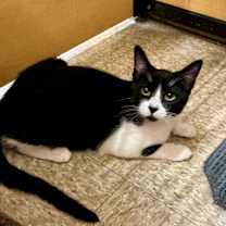 Thumbnail photo of Batman #3