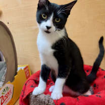 Thumbnail photo of Batman #1