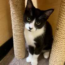 Thumbnail photo of Batman #4