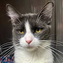 Thumbnail photo of Pixie #1