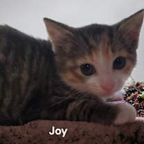 Thumbnail photo of Megan Joy #4