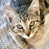 Thumbnail photo of Zeus #1