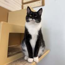 Thumbnail photo of Piper #1