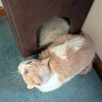 Thumbnail photo of Neo #4