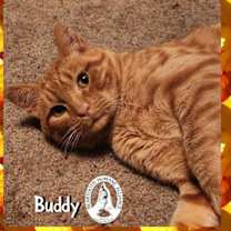 Thumbnail photo of Buddy #1