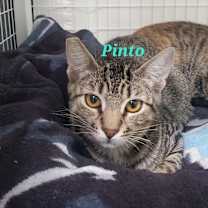 Thumbnail photo of Pinto #2