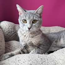 Thumbnail photo of Shayla #2