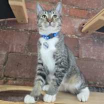 Thumbnail photo of Rush #2