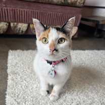 Thumbnail photo of Cali #1