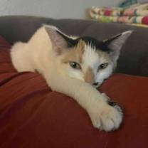 Thumbnail photo of Cali #2