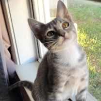 Thumbnail photo of Light #2