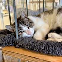 Thumbnail photo of Scrappy #1