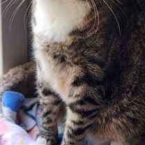 Thumbnail photo of Peanut #1