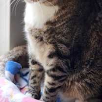 Thumbnail photo of Peanut #2