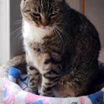 Thumbnail photo of Peanut #3