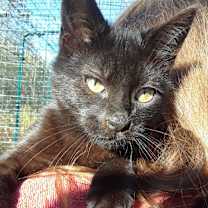 Thumbnail photo of Ozzy Pawsbourne #1