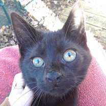 Thumbnail photo of Ozzy Pawsbourne #4