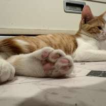 Thumbnail photo of Frogger #4