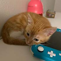 Thumbnail photo of Gizmo #3