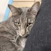 Thumbnail photo of Daisy Buchanan #3