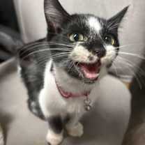 Thumbnail photo of Doja #1