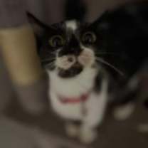 Thumbnail photo of Doja #2