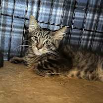 Thumbnail photo of Jolteon #3