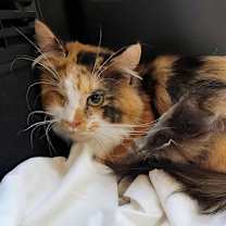 Thumbnail photo of PRINCESS CALI #1