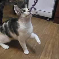 Thumbnail photo of Invis #2