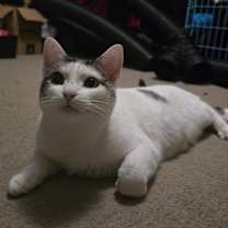 Thumbnail photo of Luna #1