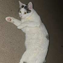 Thumbnail photo of Luna #2