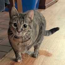 Thumbnail photo of Meowke #4