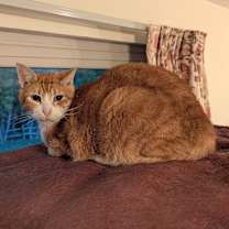 Thumbnail photo of Octavius #1