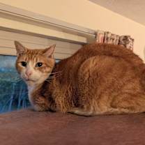 Thumbnail photo of Octavius #2